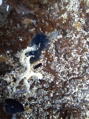 Spirobranchus cariniferus