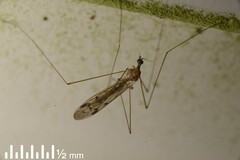 Dicranomyia