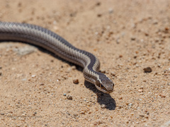 Philodryas chamissonis