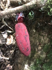 Balanophora laxiflora