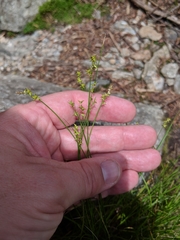 Stellulatae