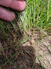 Stellulatae