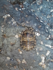 Sypharochiton pelliserpentis