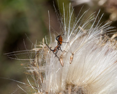 Leptoglossus phyllopus