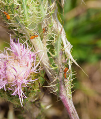 Leptoglossus phyllopus