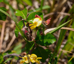 Crotalaria pumila