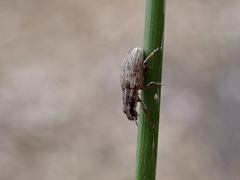 Sitona discoideus
