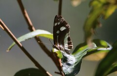 Phaedyma shepherdi