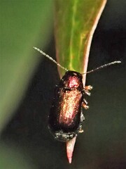 Aporocera viridis