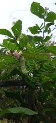 Abrus precatorius