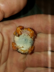 Semnodactylus wealii