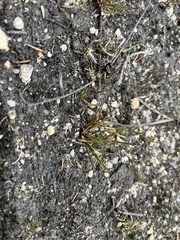 Centrolepis aristata