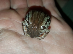 Semnodactylus wealii