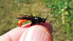 Protichneumon