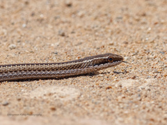 Philodryas chamissonis