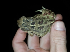 Sclerophrys pardalis