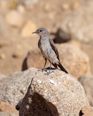 Muscisaxicola cinereus