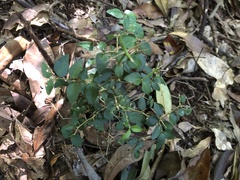 Damnacanthus indicus