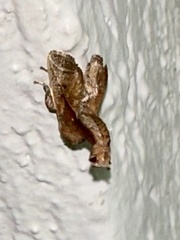 Anaxidia lozogramma