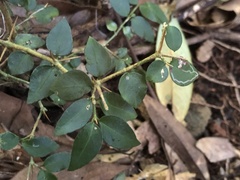Damnacanthus indicus