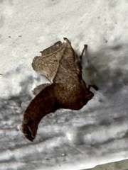 Anaxidia lozogramma