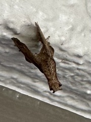 Anaxidia lozogramma