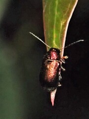 Aporocera viridis