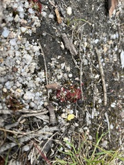 Drosera pygmaea
