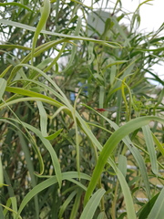 Xanthagrion erythroneurum