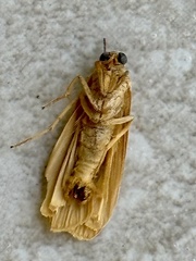 Eilema plana