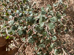 Rhus aromatica simplicifolia