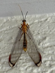 Nymphes