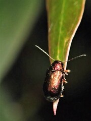 Aporocera viridis