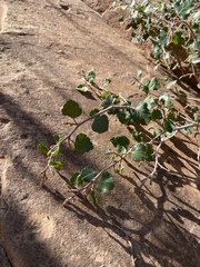 Rhus aromatica simplicifolia