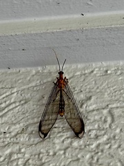 Nymphes