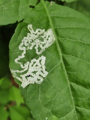 Liriomyza carphephori