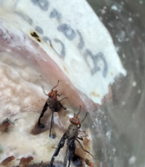 Diacrita costalis