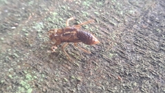 Amphipsalta