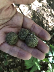 Lithocarpus amygdalifolius