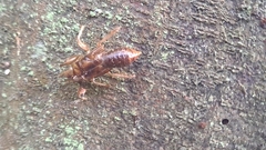 Amphipsalta