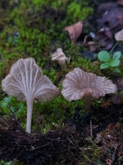 Arrhenia rickenii