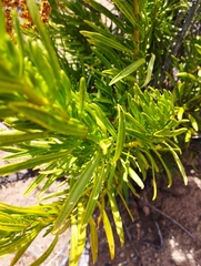 Heliotropium linariifolium