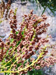 Heliotropium linariifolium