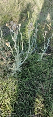 Pseudognaphalium stramineum
