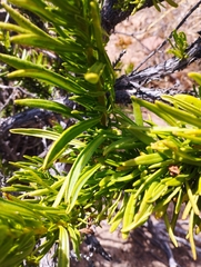 Heliotropium linariifolium