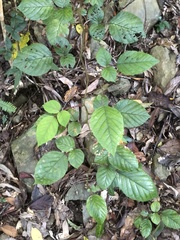 Rubus wallichianus