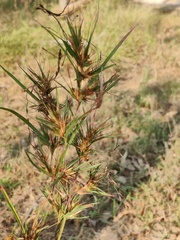Cyperus polystachyos