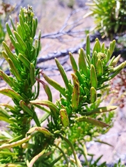 Heliotropium linariifolium