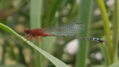 Xanthagrion erythroneurum