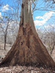 Sterculia appendiculata